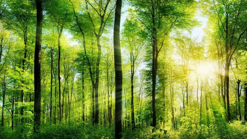 Службу охраны лесов планируют создать в Казахстане