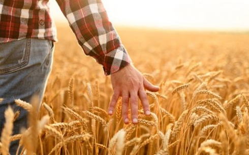 Какую поддержку получают сельхозтоваропроизводители Карагандинской области от государства