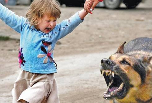 В Караганде собака покусала 5-летнюю девочку