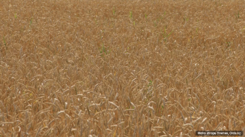 Казахстан вводит полный запрет на ввоз пшеницы из-за рубежа