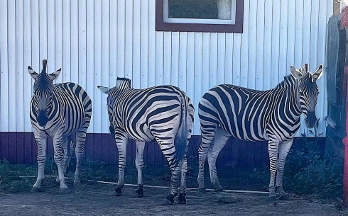 Пять зебр из Африки привезли в карагандинский зоопарк