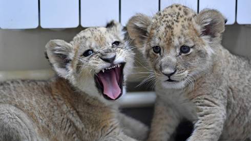В карагандинском зоопарке родились львята