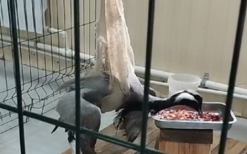 В карагандинском зоопарке выхаживают прооперированного журавля-красавку