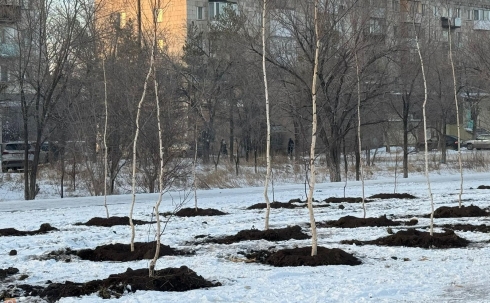 Аким Караганды сообщил, сколько процентов посаженных в этом году деревьев не прижились