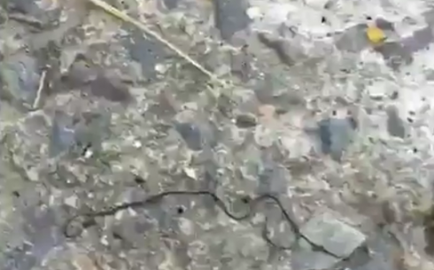 Карагандинцы сняли на видео выловленного из воды огромного червя