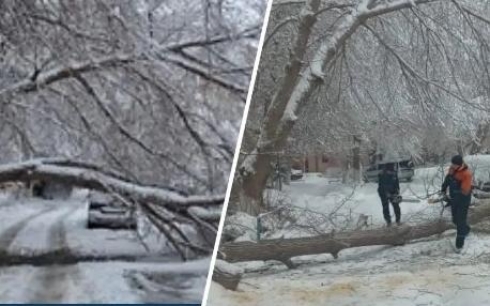 Упало дерево в одном из дворов Караганды