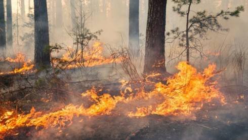 Пожароопасная обстановка в Карагандинской области на контроле: аким призвал не расслабляться
