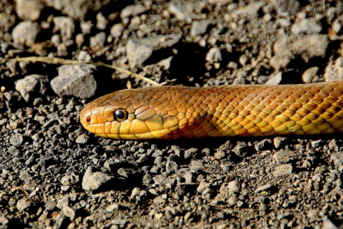 Змея напугала отдыхающих на пляже в Карагандинской области