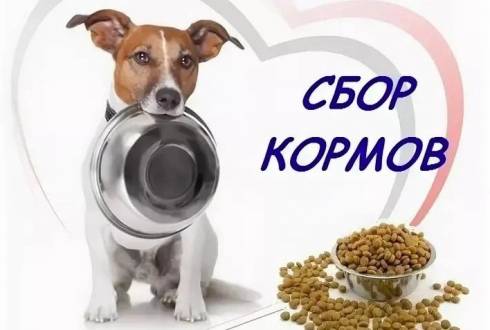 Детская художественная школа № 1 Караганды собирает корм для животных из приюта