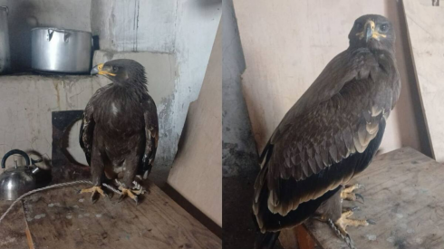 Краснокнижного степного орла пытался продать подросток через интернет в Карагандинской области