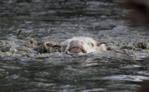 «Не оставлять скот без присмотра»: ДЧС обращается к жителям в связи с паводками
