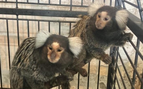 В Карагандинском зоопарке появились новые обитатели