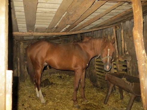 В селе Карагандинской области от пока неустановленной инфекции гибнут лошади