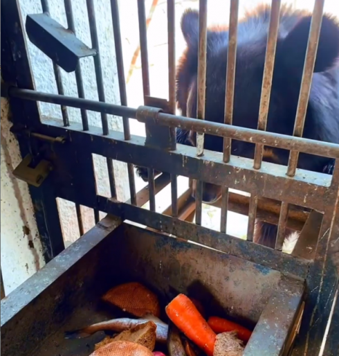 В карагандинском зоопарке показали, как кормят гималайскую медведицу