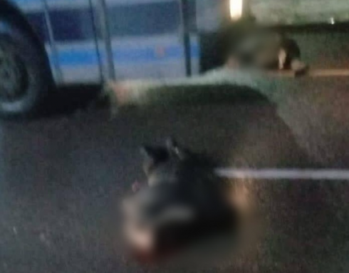 В Караганде водитель автобуса сбил мужчину и женщину на пешеходном переходе
