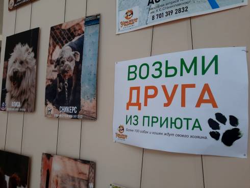 Прийти на спектакль и завести друга: в карагандинском театре Станиславского – фотовыставка бездомных животных