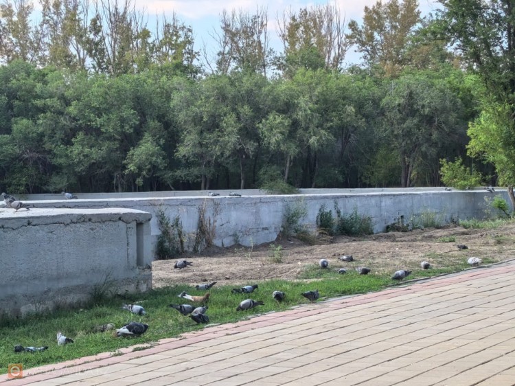 Деревья у третьего озера в Центральном парке Караганды так и не вернули