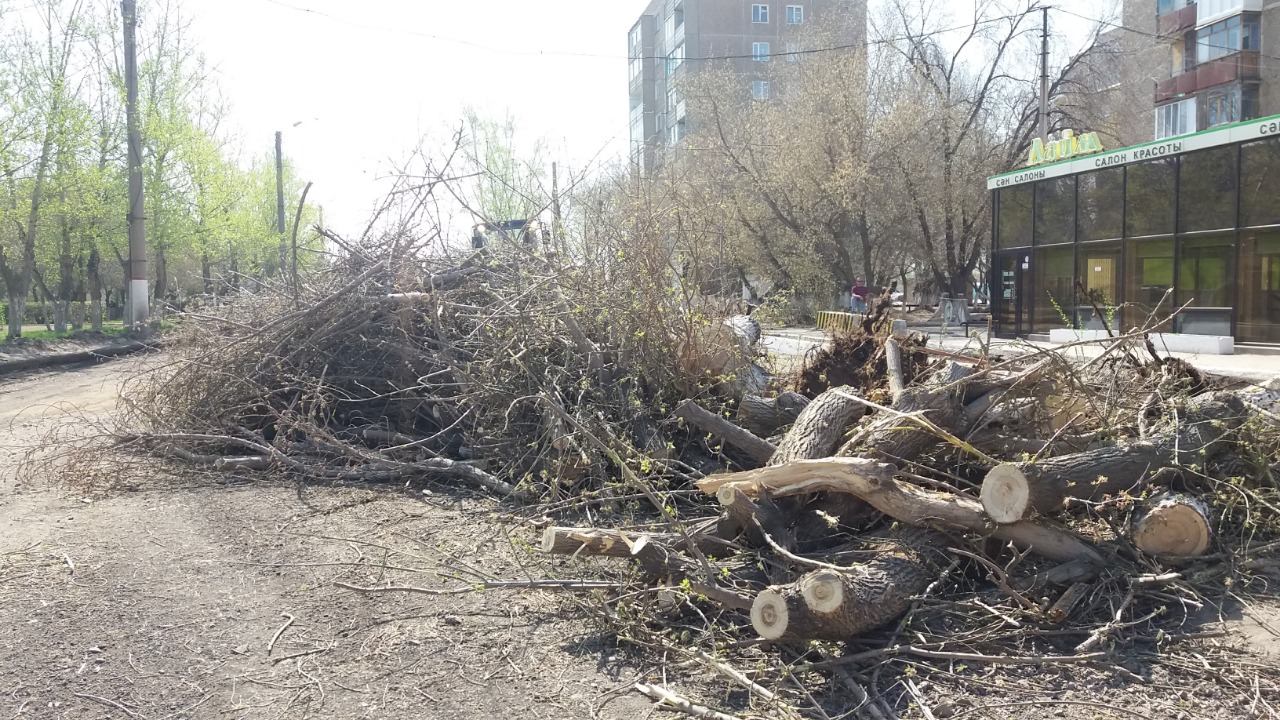 ядовитые ли дерево караганда. посади дерево. караганда дерево. деревья караганды. завет ленино посадка парка.