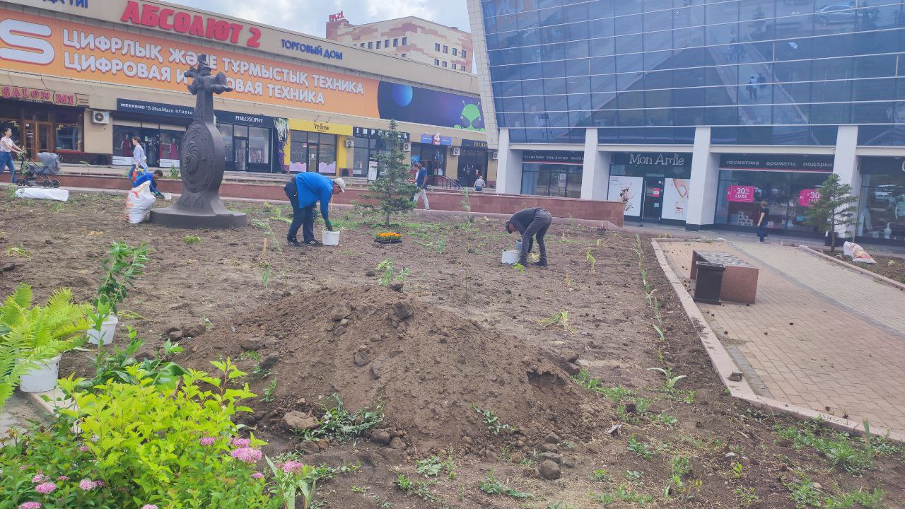 В Караганде площадь перед ТД «Арбат» зацветёт многолетниками из местной  теплицы. Караганда Онлайн